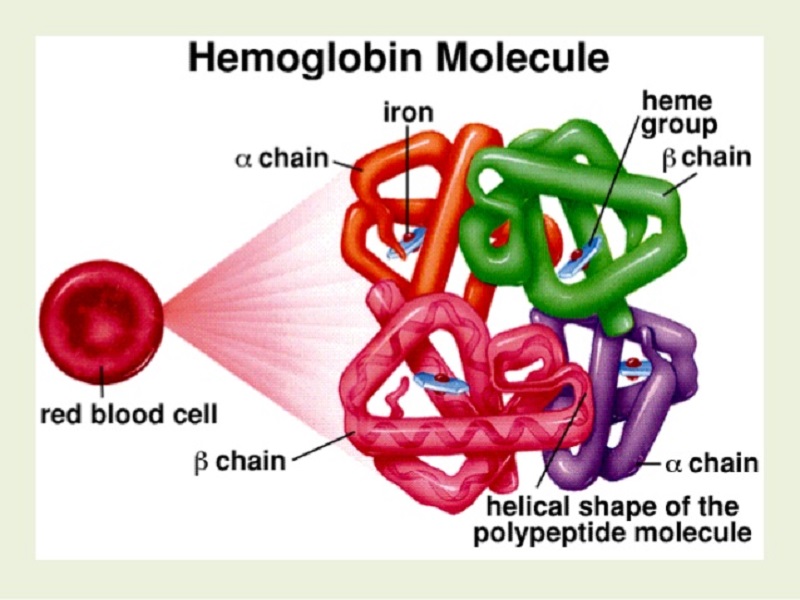 Nguyên nhân gây ra bệnh Thalassaemia