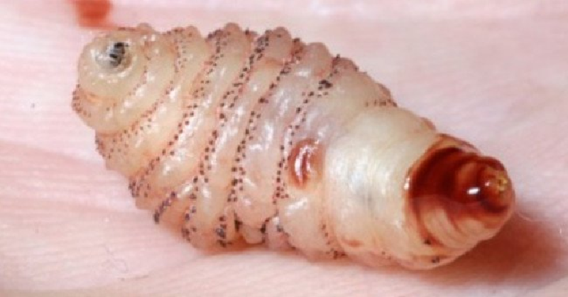 Nhiễm trùng giòi maggot là gì? nhạy cảm