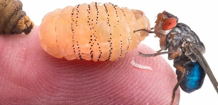 What are the symptoms and treatment options for nhiễm trùng giòi maggot?