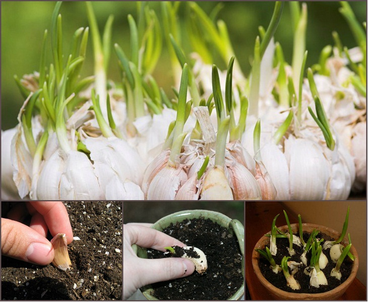 7 cây gia vị ăn tốt cho sức khỏe vừa đuổi muỗi trong những ngày mưa