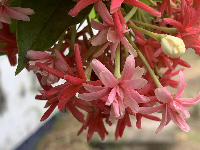 Đánh giá chi tiết iPhone Xs Max Đánh giá chi tiết iPhone Xs Max