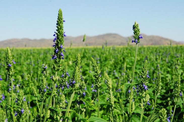 cây Salvia Hispaniola