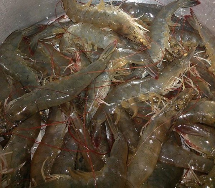 Image of fresh shrimp