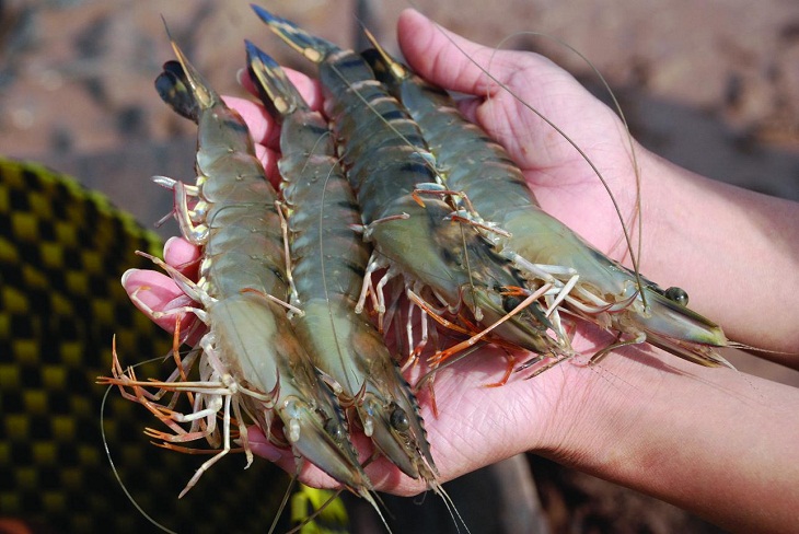 Image of fresh shrimp