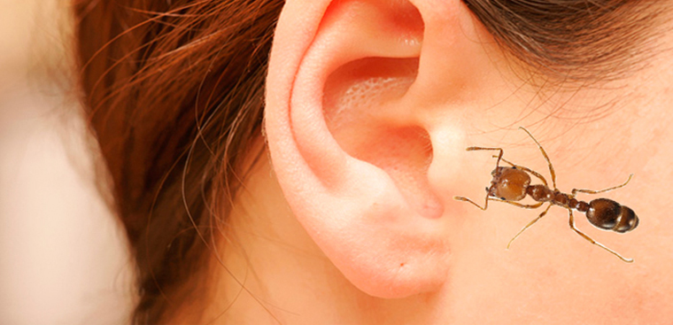 Kiến, côn trùng chui vào tai, cần làm ngay theo hướng dẫn sau