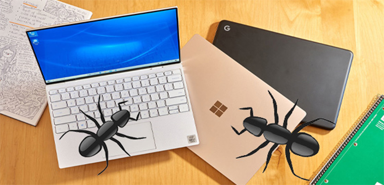 Kiến có thể làm hại đến laptop như thế nào?
