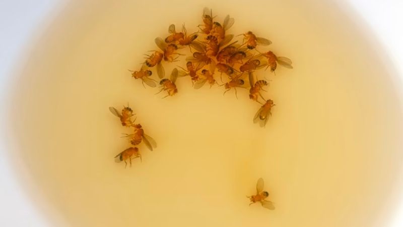Dùng mật ong đuổi ruồi