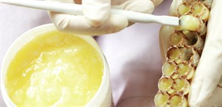 Sữa ong chúa là gì? Tác dụng của sữa ong chúa