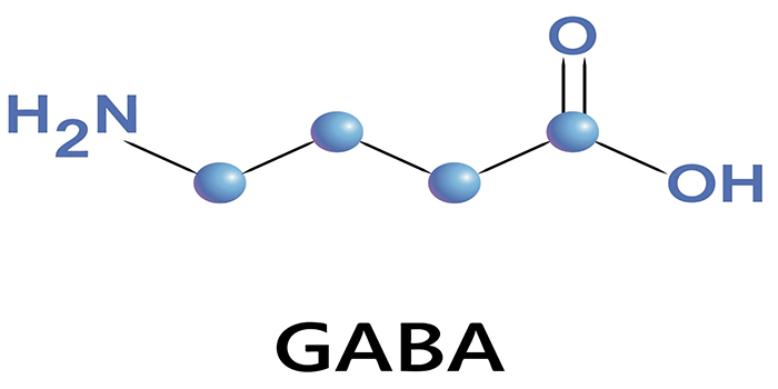 What is GABA? and the effect of GABA on the human body