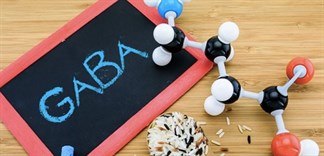 GABA là gì? và tác dụng của GABA đối với cơ thể con người