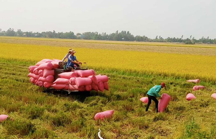 Canh tác lúa gạo bền vững, phương pháp gạo sạch an toàn cho người dùng