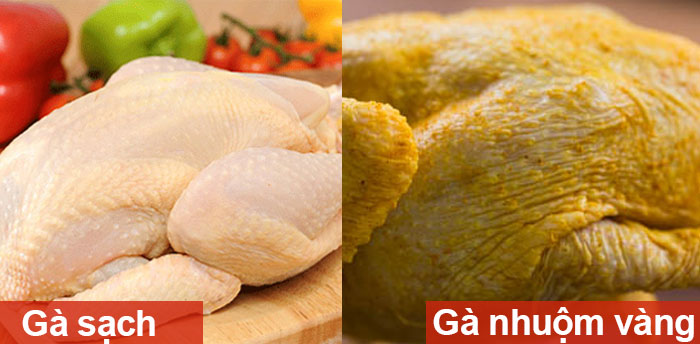 Nhận biết gà nhuộm vàng