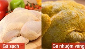 Gà nguyên con bị tẩm hoá chất vàng ươm bán đầy ngoài chợ, bạn đã biết tác hại của nó chưa?