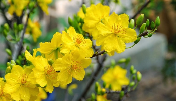 Change the water for the flower arrangement once a day to keep the flowers fresh for a long time