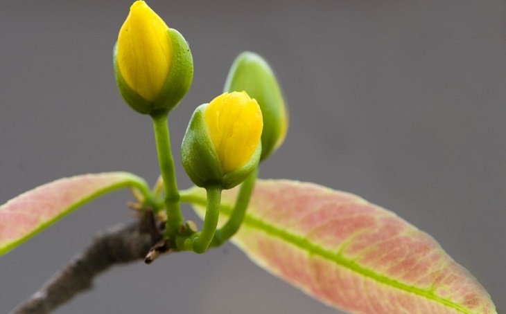 Choose apricot with a few young green leaves or red leaves