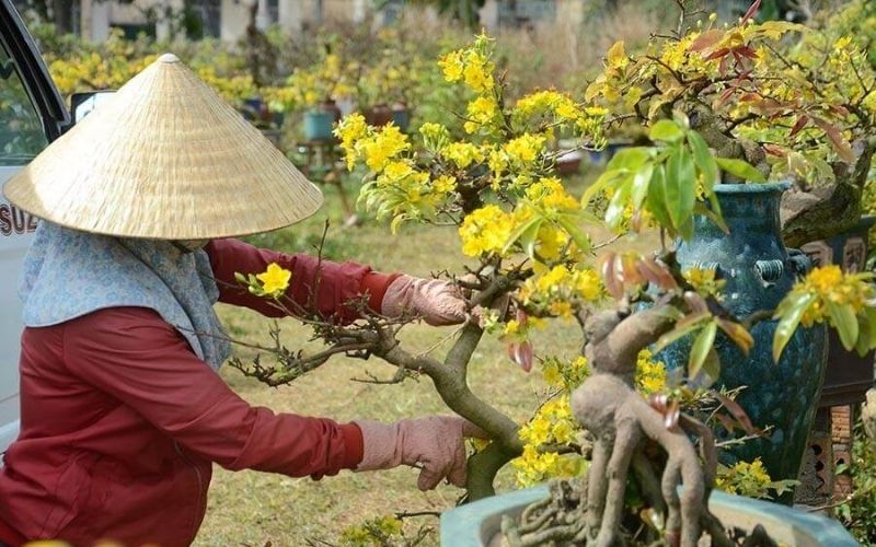 rong quá trình trồng bạn phải kết hợp bón phân với những loại nhiều đạm và lân cho cây mai