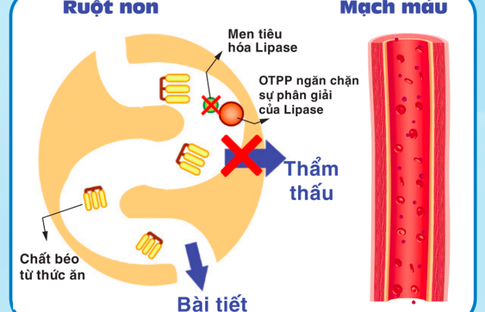 Cơ chế hoạt động của OTPP