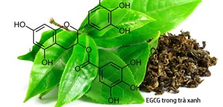 EGCG là gì và công dụng của EGCG