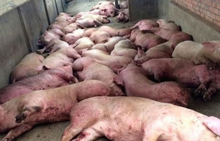 Ăn thịt mắc dịch tả lợn châu Phi có nguy hiểm đến sức khoẻ?