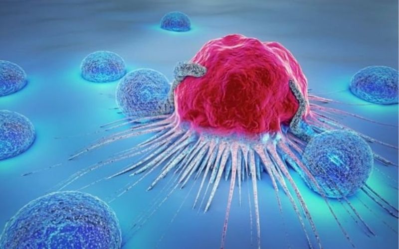 Chôm chôm giúp ngăn ngừa sự lây lan và phát triển của tế bào ung thư ở người