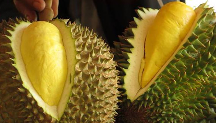 Ri 6 durian