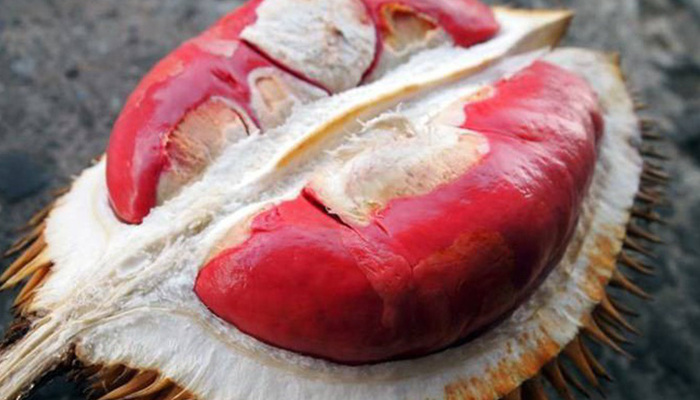 Red-fleshed durian