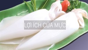 Lợi ích của mực tươi đối với sức khoẻ