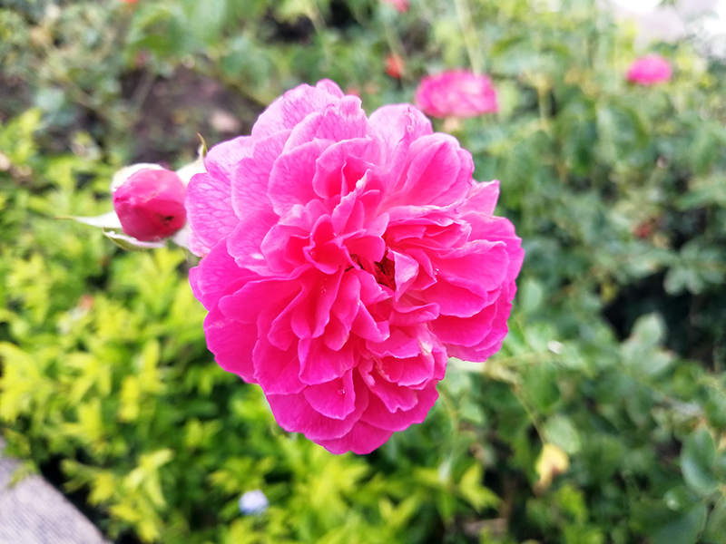 Huawei P30 Lite Huawei P30 Lite