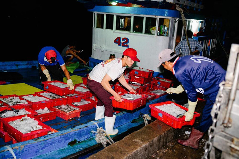 Những mẻ cá tươi rói theo chân ngư dân từ biển trở về. Theo đại diện Bách hóa Xanh, ngoài Phước Tỉnh, hệ thống còn nhập từ nhiều cảng cá khác nhau nhằm ổn định nguồn hàng.