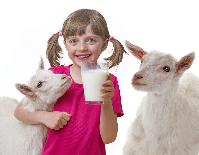 Sữa dê tốt cho sức khoẻ