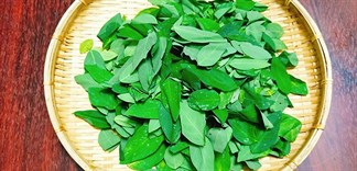 Rau ngót, loại rau dân dã nhưng cực tốt cho sức khỏe