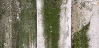 Chỉ với những cách sau, rong rêu sẽ tự động biến mất khỏi nhà bạn