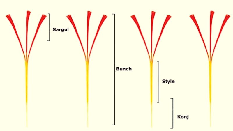 Cách phân biệt các loại saffron