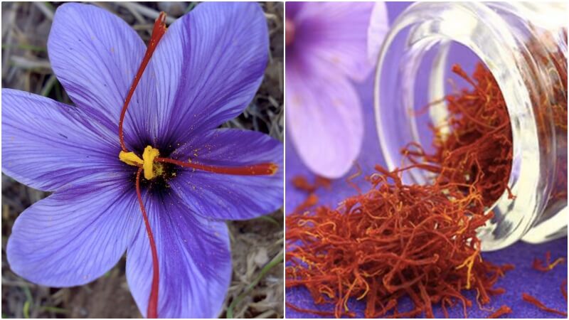 Saffron Nhụy hoa nghệ tây  Thứ gia vị được ví như vàng đỏ  Báo Dân trí