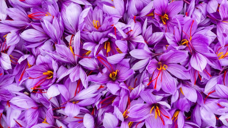 Saffron an toàn và lành tính nên có thể dùng uống mỗi ngày