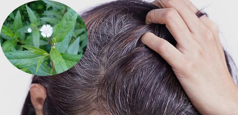 Tác dụng của cây cỏ mực đối với tóc là gì?