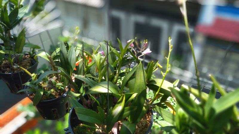 Đánh giá Asus Zenfone Max M2 Đánh giá Asus Zenfone Max M2