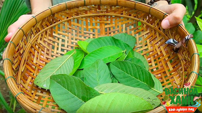 Kết quả hình ảnh cho Rửa mặt bằng lá ổi