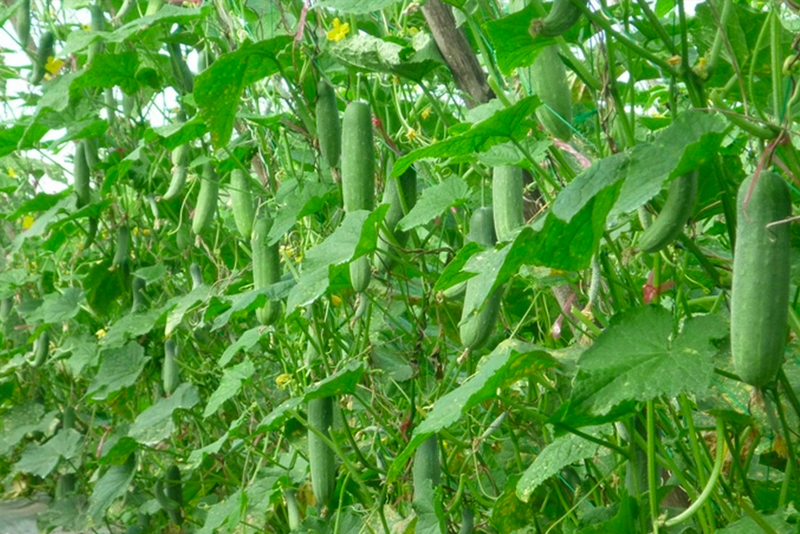 Dưa chuột, dưa leo