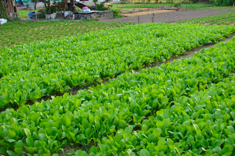 Các loại rau cải