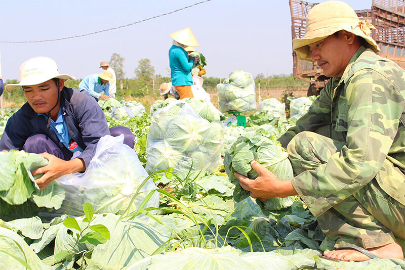Các loại rau dùng nhiều thuốc trừ sâu, thuốc tăng trưởng