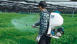 Rau nào trồng phải dùng nhiều thuốc trừ sâu, thuốc tăng trưởng nhất?
