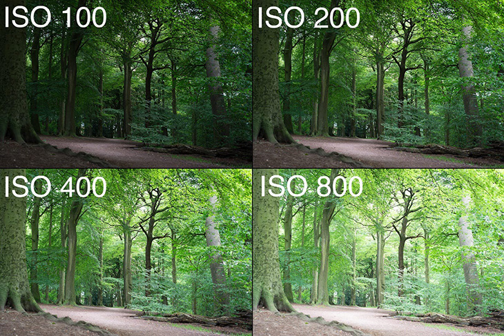 What is camera ISO? How to adjust the camera ISO for the best shot