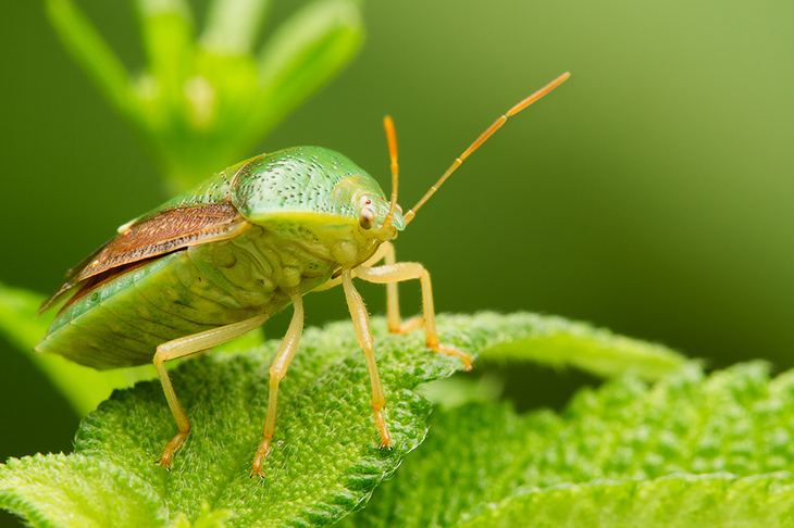 Chụp ảnh macro