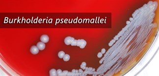 Vi khuẩn Burkholderia pseudomallei là nguyên nhân gây bệnh vi khuẩn ăn thịt người?
