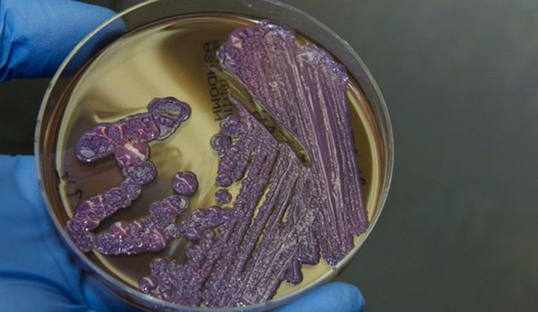 Tắm biển có sợ nhiễm bệnh Whitmore 