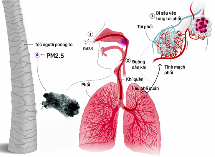 Bụi mịn PM2.5 là gì? Tác hại và cách phòng tránh bụi mịn PM2.5