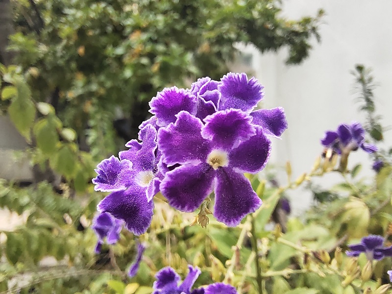 Đánh giá camera Vivo V17 Pro: Liệu có xứng là bộ tứ camera siêu đẳng? - ảnh 29 Đánh giá camera Vivo V17 Pro: Liệu có xứng là bộ tứ camera siêu đẳng? - ảnh 29