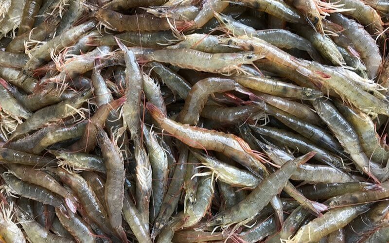 Tìm hiểu và phân biệt các loại tôm phổ biến ở Việt Nam Tìm hiểu và phân biệt các loại tôm phổ biến ở Việt Nam