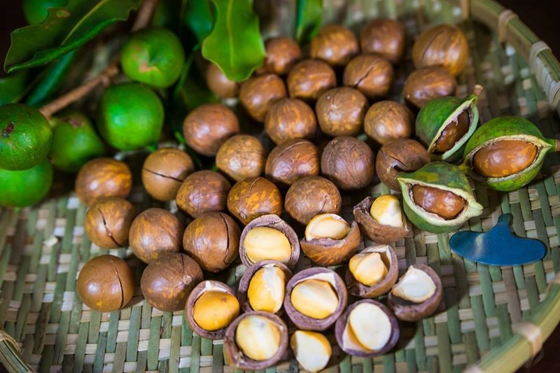 What are macadamia nuts? Amazing uses of macadamia nuts